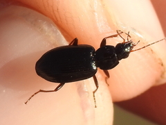 Agonum punctiforme