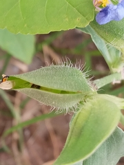Commelina erecta