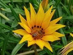 Apis mellifera