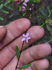 Boronia