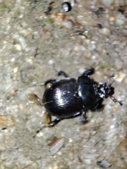 Typhaeus typhoeus