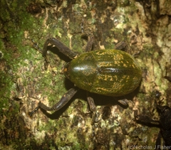 Perissops mucidus