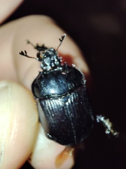 Typhaeus typhoeus