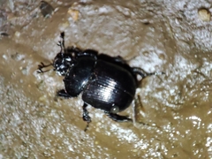 Typhaeus typhoeus