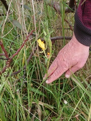 Oenothera stricta