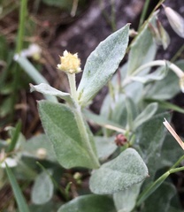 Pfaffia gnaphalioides