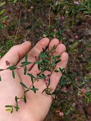 Boronia