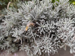 Magnoliopsida