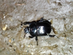Typhaeus typhoeus