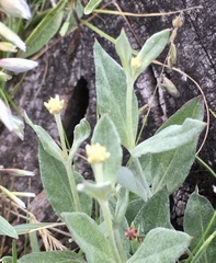 Pfaffia gnaphalioides