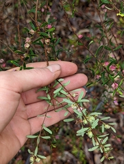 Boronia