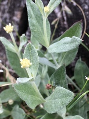 Pfaffia gnaphalioides