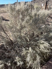 Artemisia filifolia