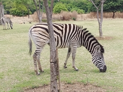 Equus quagga