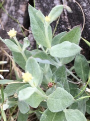 Pfaffia gnaphalioides