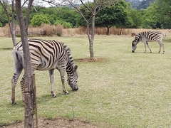 Equus quagga