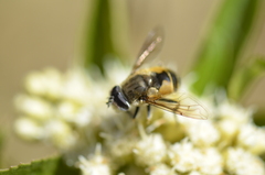 Eristalis bogotensis