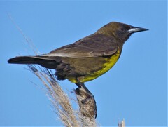 Pseudoleistes virescens