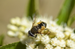 Eristalis bogotensis