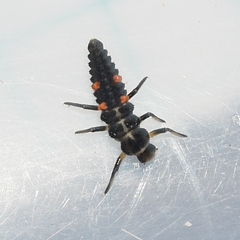 Coccinella