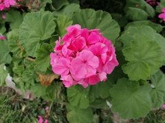 Pelargonium