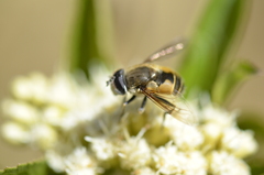 Eristalis bogotensis