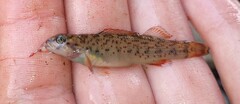 Etheostoma camurum