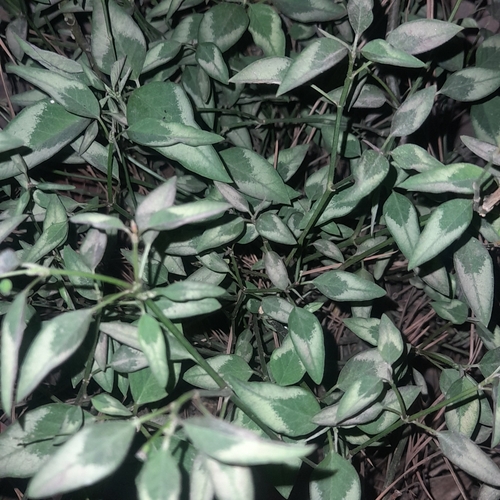Euphorbia graminea