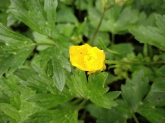 Ranunculus lappaceus