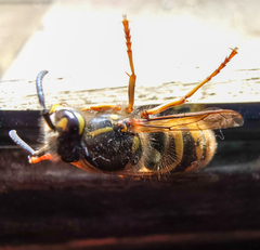 Vespula vulgaris