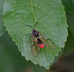 Argyroeides ophion