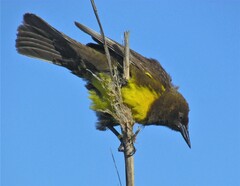 Pseudoleistes virescens