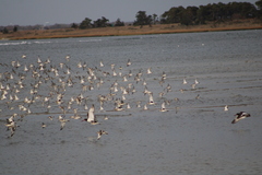 Calidris canutus