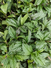 Sphagneticola calendulacea