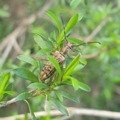 Pempsamacra dispersa