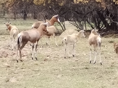 Damaliscus pygargus phillipsi