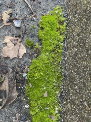 Hydrogonium bolleanum