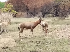 Damaliscus pygargus phillipsi