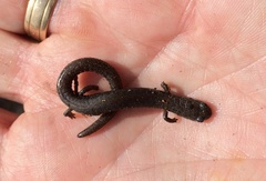 Batrachoseps major major