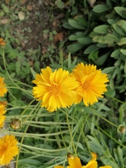 Coreopsis grandiflora