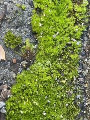 Hydrogonium bolleanum
