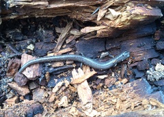 Batrachoseps major major