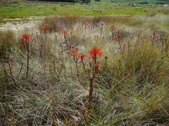 Aloe maculata