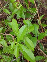 Ehretia acuminata
