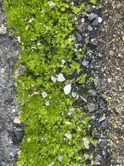 Hydrogonium bolleanum