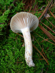 Hygrophorus flavodiscus