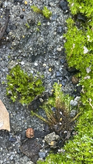 Hydrogonium bolleanum