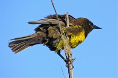 Pseudoleistes virescens