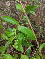 Ehretia acuminata