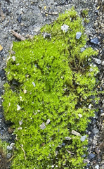 Hydrogonium bolleanum